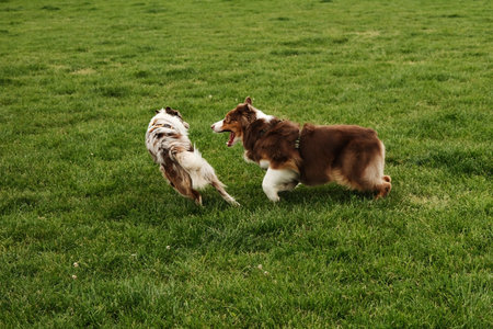 Brown Australian Shepherd and red merle Border Collie joyfully run across a green field. Dynamic...