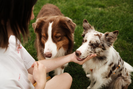 Woman interacts with two herding dogs Australian Shepherd and Border Collie outdoors on a grassy field. One dog gently rests its muzzle in her hand during training or playの写真素材