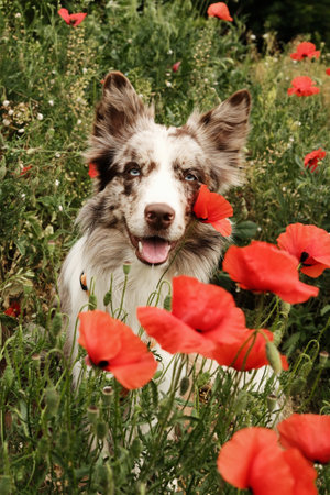 Merle Border Collie sitting in a lush poppy field, surrounded by vibrant red flowers. The dogs blue eyes and playful expression bring charm to this summer countryside sceneの写真素材