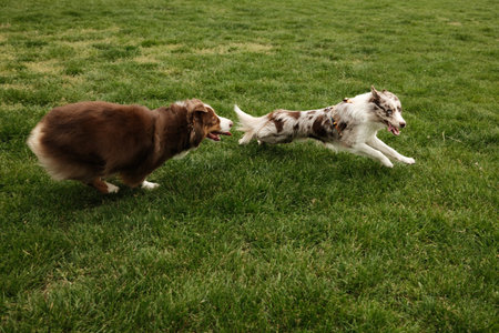 Brown Australian Shepherd and red merle Border Collie joyfully run across a green field. Dynamic outdoor scene of two energetic dogs playing together. Dogs are playing catch-up in the parkの写真素材