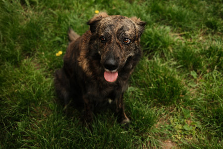 A friendly mongrel dog sits on lush green grass with its tongue hanging out. The medium-sized canine sports a brindle-patterned coat of brown and black fur perked ears and expressive amber eyesの写真素材