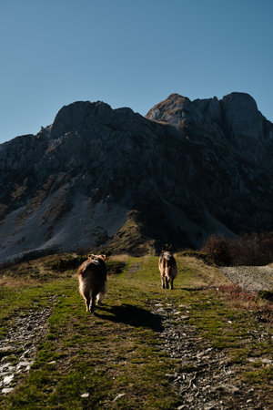Two dogs - Australian Shepherd and German Shepherd, walking up mountain trail in Komovi range, Montenegro during autumn. Rear view. Rugged rocky peaks rise in the background. Hiking with pet conceptの写真素材
