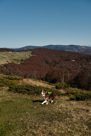 Australian shepherd dog walking across an open meadow in the Komovi mountains, Montenegro. Sunny autumn day with clear skies and scenic alpine ridgeline in the backgroundの写真素材