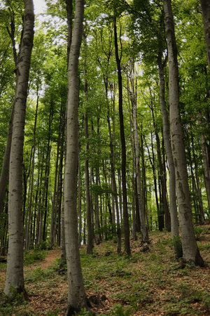 Lush green beech forest on Mount Vujan, Serbia. A tranquil, untouched woodland spring landscape with...