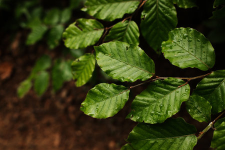 Close-up of fresh green leaves with water droplets after rain. Vujan mountain, Serbia. Spring calm...