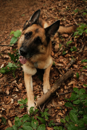 A German shepherd lies on forest ground covered in dry leaves, tilting its head playfully. Hiking...
