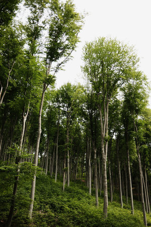 Lush green beech forest on Mount Vujan, Serbia. A tranquil, untouched woodland spring landscape with...