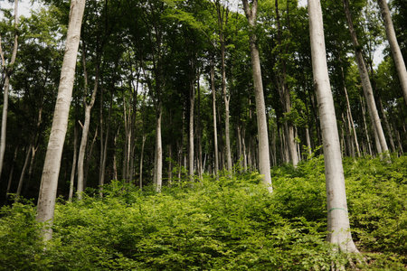 Lush green beech forest on Mount Vujan, Serbia. A tranquil, untouched woodland spring landscape with...