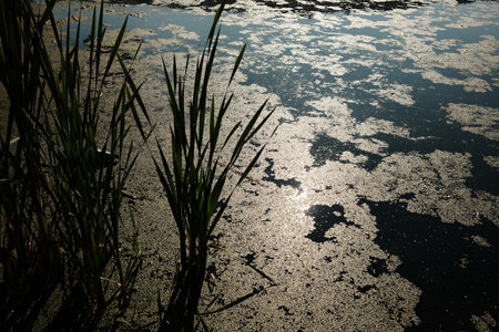 Sparkling lake surface covered with floating vegetation, reeds in the foreground. Serbia country...