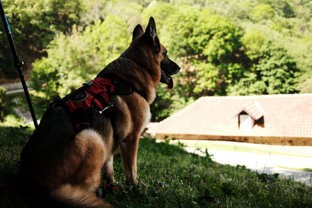 German Shepherd in hiking gear sits on a grassy slope with a forested background. Serbia country in spring season, Ovcar mountainの写真素材