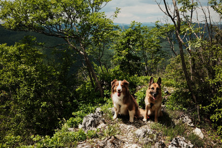 Two dogs sitting on rocky edge in forested mountain Ovcar, Serbia country in spring season. Hiking...