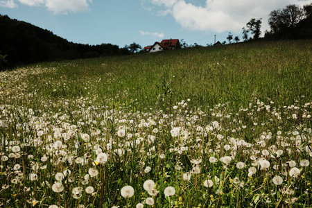 A field of white dandelions in full bloom in Tara National Park, Serbia. A close-up of wildflowers during springtime in a lush mountain meadowの写真素材