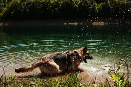 Playful German Shepherd splashing in the lake water on a sunny day in Tara National Park, Serbia. Happy dog outside in summer timeの写真素材