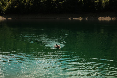 German Shepherd swimming across Zaovine Lake with calm green waters and forest reflections. Happy dog outside in summer timeの写真素材