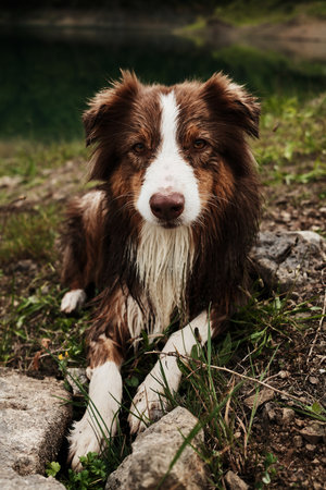 Wet Australian Shepherd lying on grass and rocks, looking into the camera by the lake. Brown aussie puppy outdoor in summer timeの写真素材