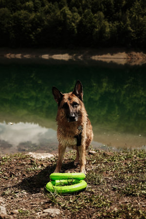 German Shepherd stands near lake with green toy rings, Tara National Park, Serbia. Happy dog outside...