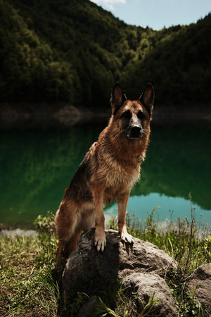 Wet German Shepherd posing on a rock by Zaovine Lake, National Park Tara. Happy dog outside in summer timeの写真素材