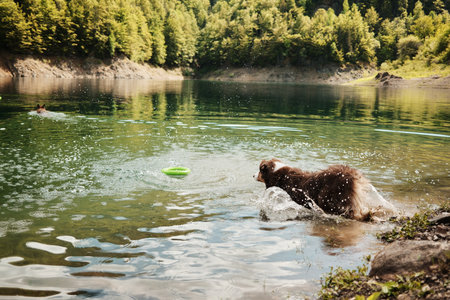 Brown Australian shepherd dog chasing green toy splashing in lake, Tara National Park. Side view portrait on move. Red tricolor aussie outdoor in summer timeの写真素材