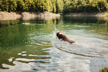 Two dogs swimming after floating toy in Zaovine Lake, Serbia. German Shepherd in the distance and an Australian Shepherd in the foreground. Happy dogs outside in summer timeの写真素材