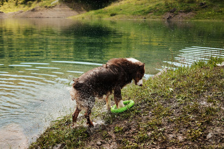 Border Collie shaking off water on lake shore with toy in mouth.の写真素材
