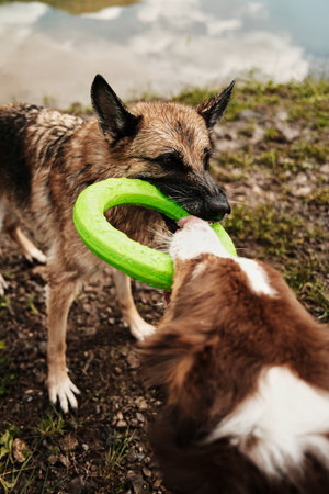 German Shepherd and an Australian Shepherd tug on a green ring toy near Zaovine Lake in Tara National Park, Serbia. Happy dogs playing outside in summer timeの写真素材