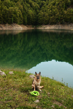 A German Shepherd sits with a green toy beside the calm waters of Zaovine Lake, surrounded by the forested mountains of Tara National Park. Playful dog outdoor in summer timeの写真素材