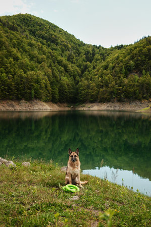 A German Shepherd sits with a green toy beside the calm waters of Zaovine Lake, surrounded by the forested mountains of Tara National Park. Playful dog outdoor in summer timeの写真素材