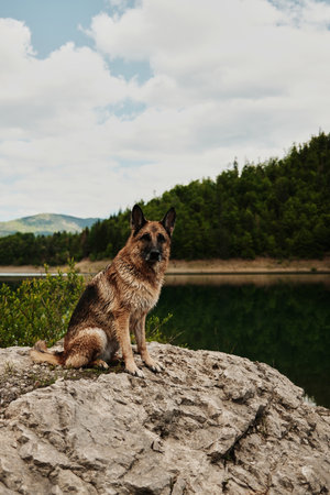 German Shepherd sits calmly on a rocky shore with the peaceful green waters of Zaovine Lake in the background, surrounded by trees. Playful dog outdoor in summer timeの写真素材