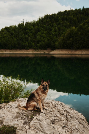 German Shepherd sits calmly on a rocky shore with the peaceful green waters of Zaovine Lake in the background, surrounded by trees. Playful dog outdoor in summer timeの写真素材
