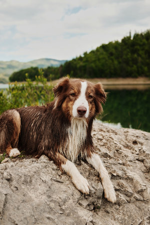 Brown Australian Shepherd lies down on a rock near Zaovine Lake in Tara National Park after swimming, still wet and relaxed. Playful dog outdoor in summer timeの写真素材