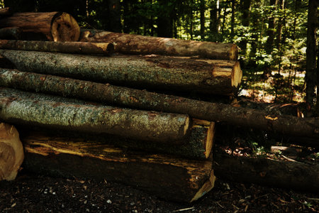 Stack of freshly cut logs in the forest of Tara National Park on a sunny spring day. Serbia countryの写真素材