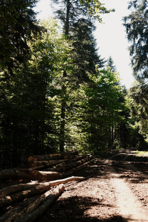 A forest path with stacked logs and tall pine trees in Tara National Park, Serbia, during springの写真素材