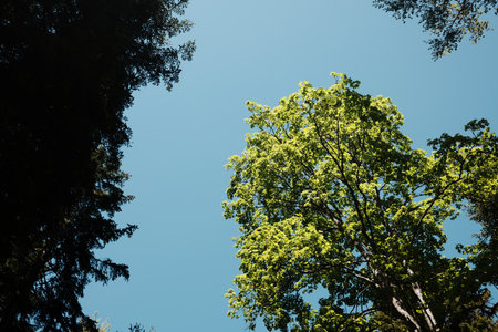 Green leafy treetop against a bright blue sky, viewed from below in Tara National Park, Serbia