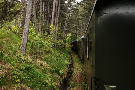 The iconic Shargan Eight tourist train rides through a pine forest in Mokra Gora, Serbia, surrounded by greenery and nature. A popular tourist destinationの写真素材