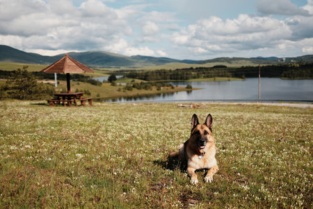 German Shepherd dog laying in a meadow with Ribnicko Lake and mountain landscape in the background.の写真素材