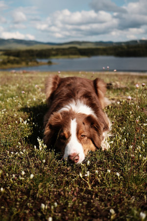 Brown Australian Shepherd resting in grass, close-up with sleepy eyes, overlooking Ribnicko Lake and hills. Red tricolor aussie outdoorの写真素材