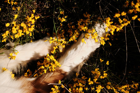 Whit and brown Australian Shepherd dog paws lying in a bed of yellow spring flowers, partially hidden under the branches in Zlatibor, Serbia. Close top viewの写真素材