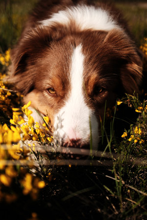 Portrait of an Australian Shepherd resting in the yellow wildflowers with sleepy eyes on a sunny spring day in Zlatibor, Serbia. Red tricolor aussie outdoorの写真素材