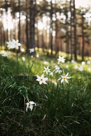 Wild white daffodils blooming in a pine forest in Zlatibor, during springtime. Nature of Serbia country conceptの写真素材