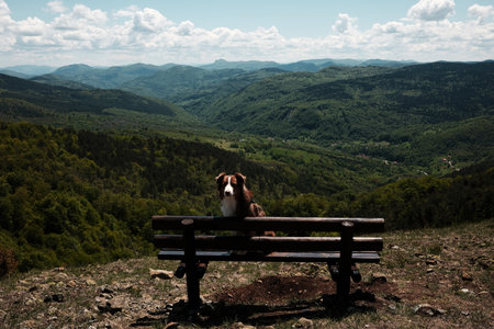 Australian Shepherd dog sitting on a bench with a breathtaking view of green valleys and mountains in Zlatibor, Serbia. Red tricolor aussie outdoor. Travel with pet conceptの写真素材