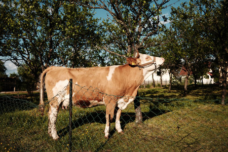 Light brown cow reaching up to a tree branch in a Serbian farm orchard in spring
