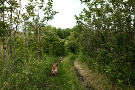 Two dogs explore a grassy trail through a young forest in the rural hills of Vojvodina, Serbia, on a...