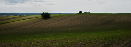 Wide view of rolling hills and green fields under a cloudy sky. Young crops sprout on dark soil....
