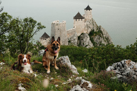 Two dogs - German and Australian shepherd, posing on a hilltop with Golubac Fortress in the...