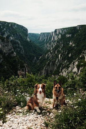 Two dogs - German and Australian shepherd pose on wildflower trail with deep Lazarev canyon...