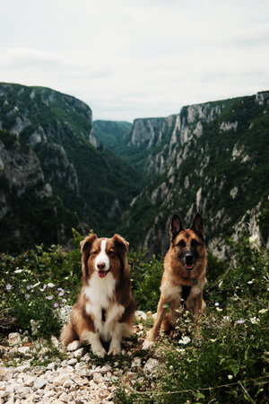Two dogs - German and Australian shepherd pose on wildflower trail with deep Lazarev canyon...