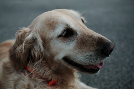 Close-up portrait of old smiling golden retriever dog with a red collar, enjoying a calm moment...