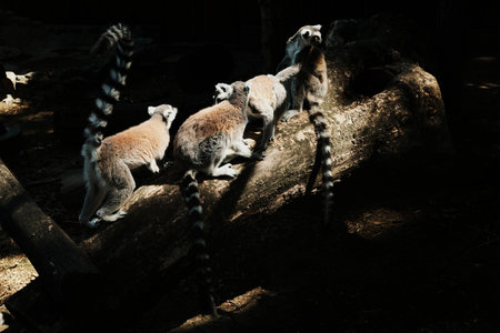 Group of ring-tailed lemurs - Lemur catta - gathered on a fallen tree in partial sunlight. Social...
