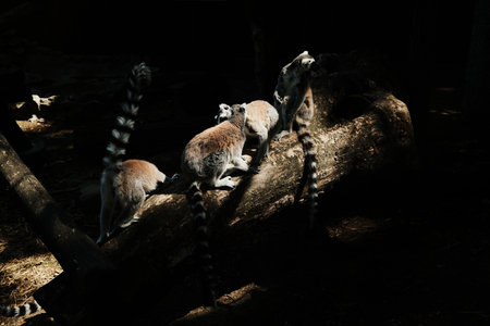 Group of ring-tailed lemurs - Lemur catta - gathered on a fallen tree in partial sunlight. Social...