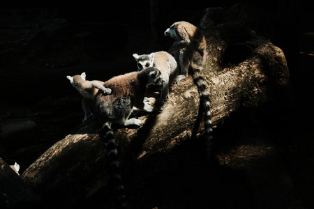 Group of ring-tailed lemurs - Lemur catta - gathered on a fallen tree in partial sunlight. Social...